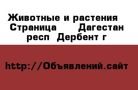  Животные и растения - Страница 16 . Дагестан респ.,Дербент г.